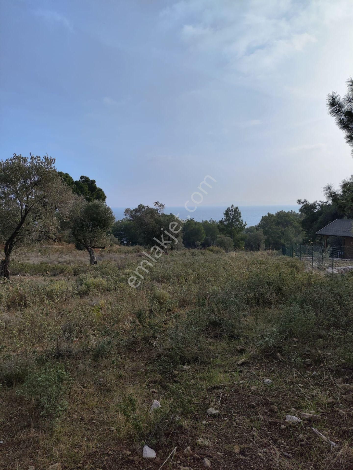 Karaburun Tek Tapu Boyabağı Koyunda Denize 300 M Yakın Arsa - Görsel 9