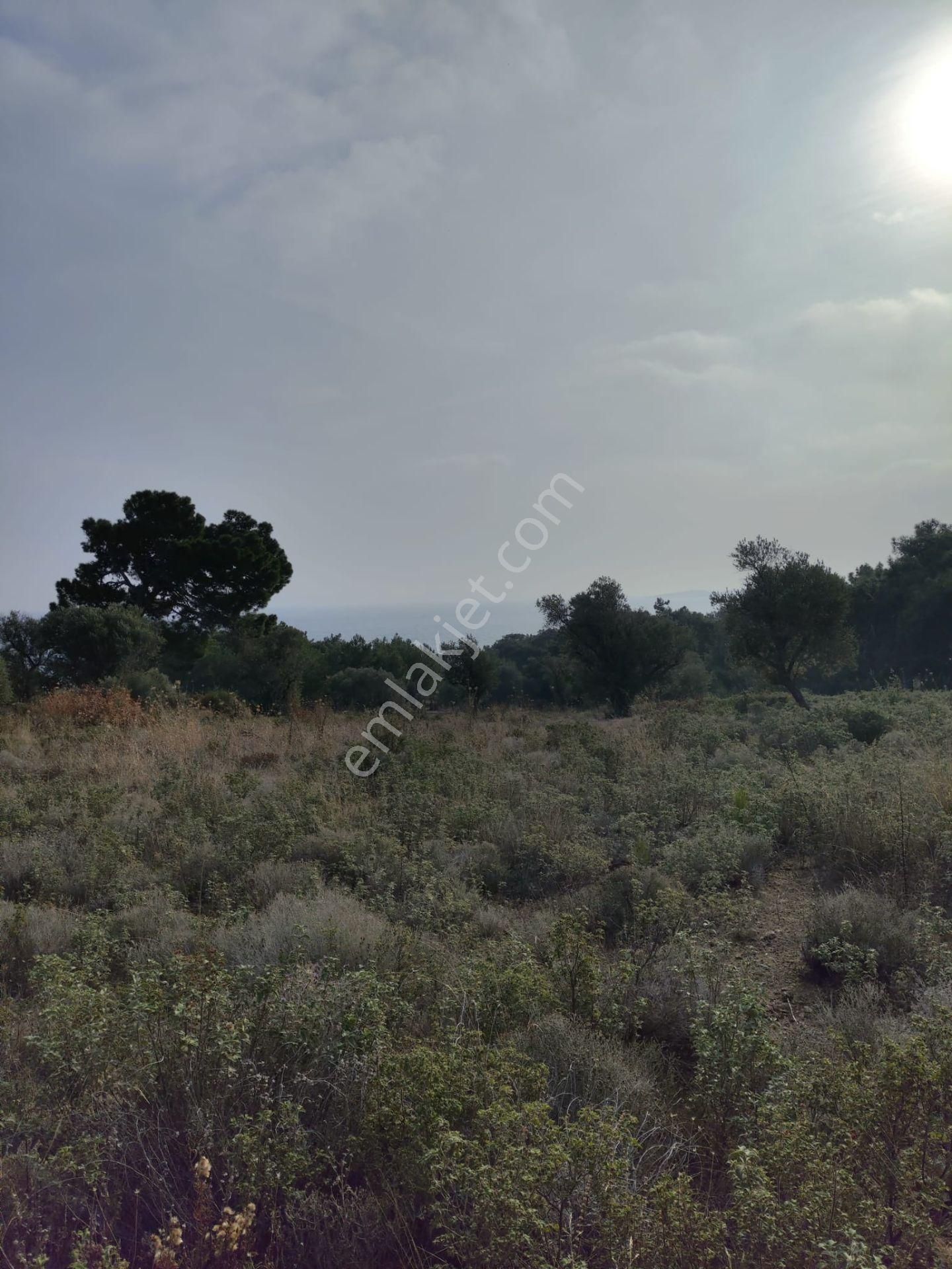 Karaburun Tek Tapu Boyabağı Koyunda Denize 300 M Yakın Arsa - Görsel 10