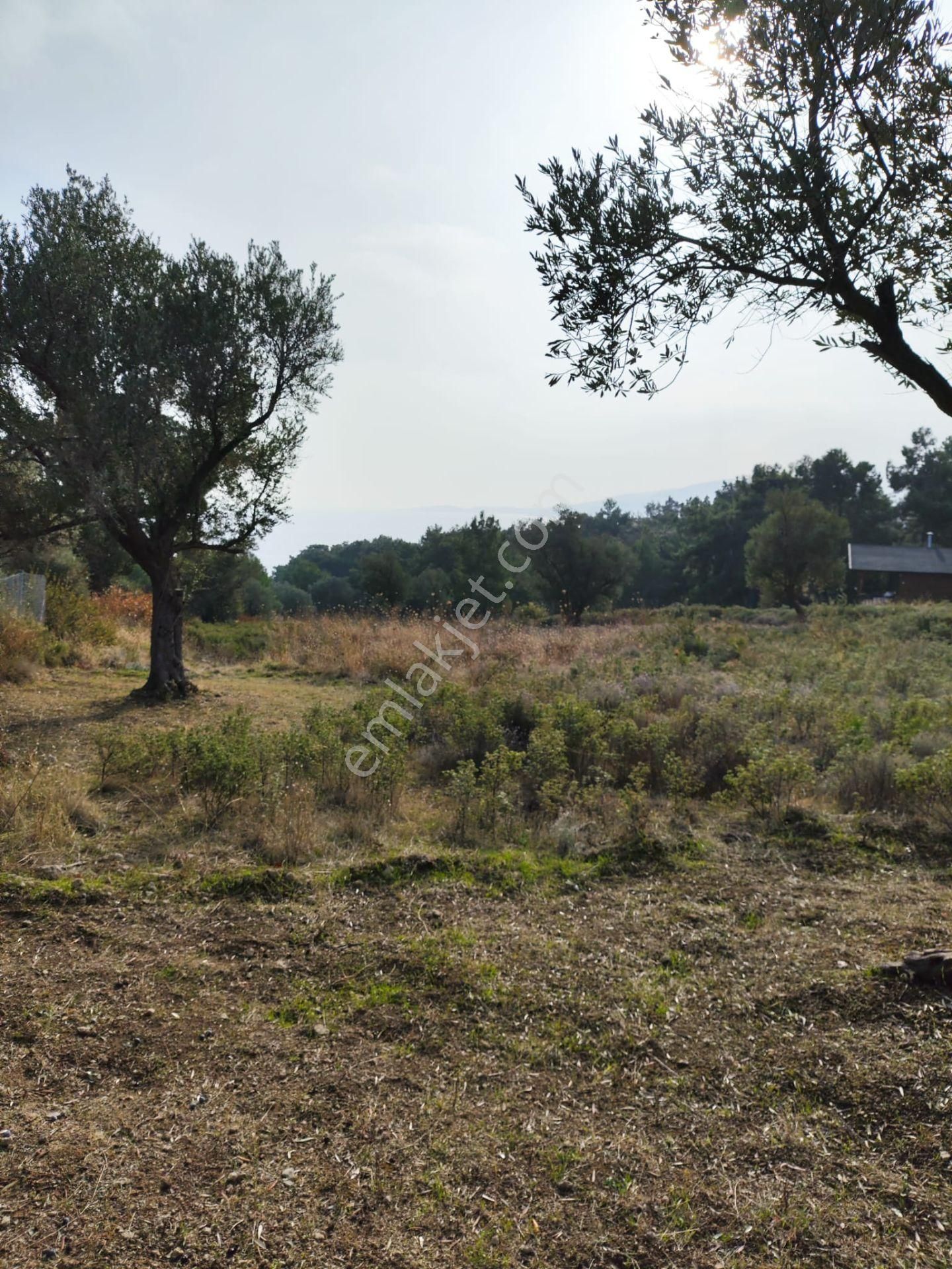 Karaburun Tek Tapu Boyabağı Koyunda Denize 300 M Yakın Arsa - Görsel 7