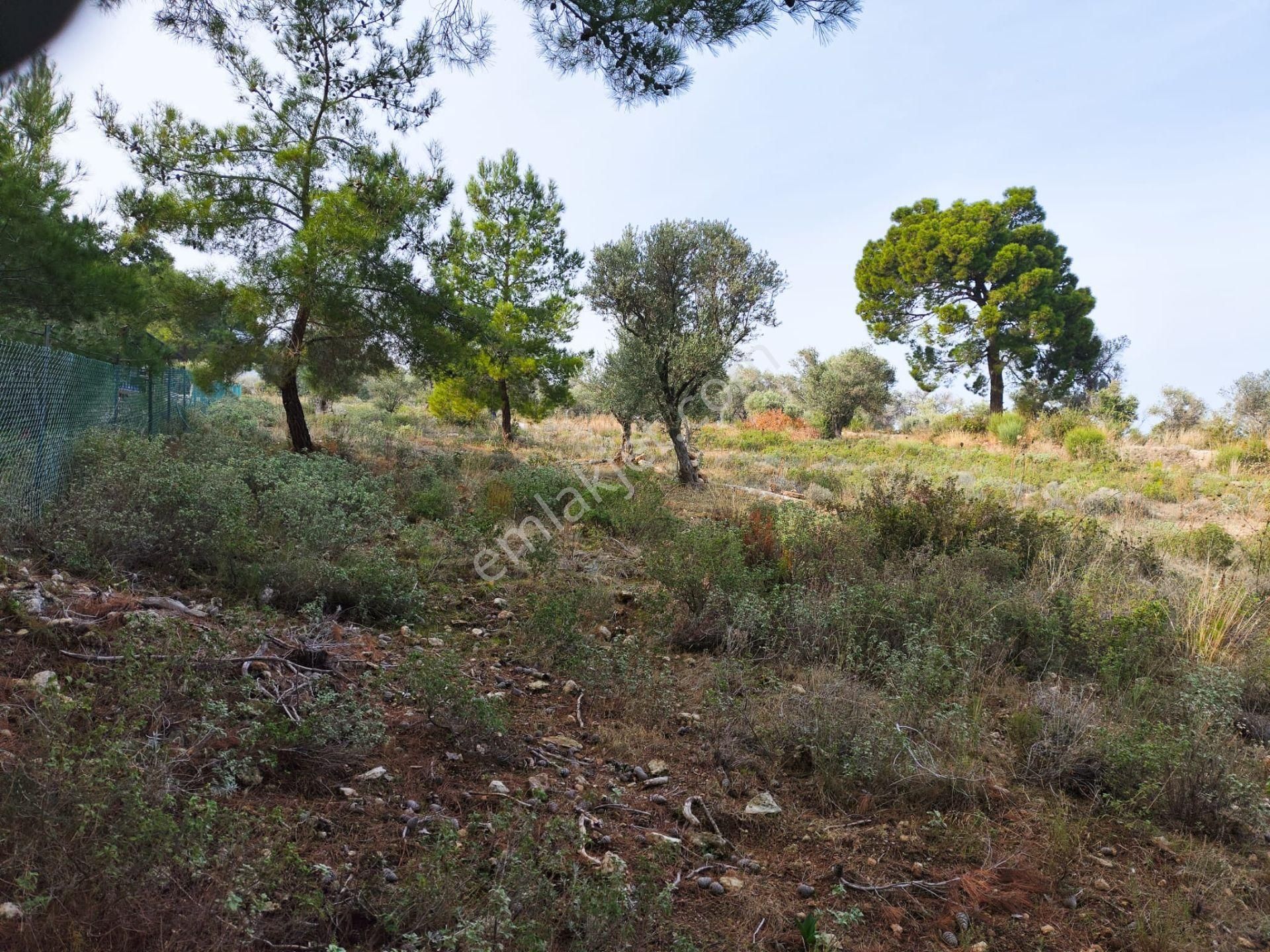 Karaburun Tek Tapu Boyabağı Koyunda Denize 300 M Yakın Arsa - Görsel 4