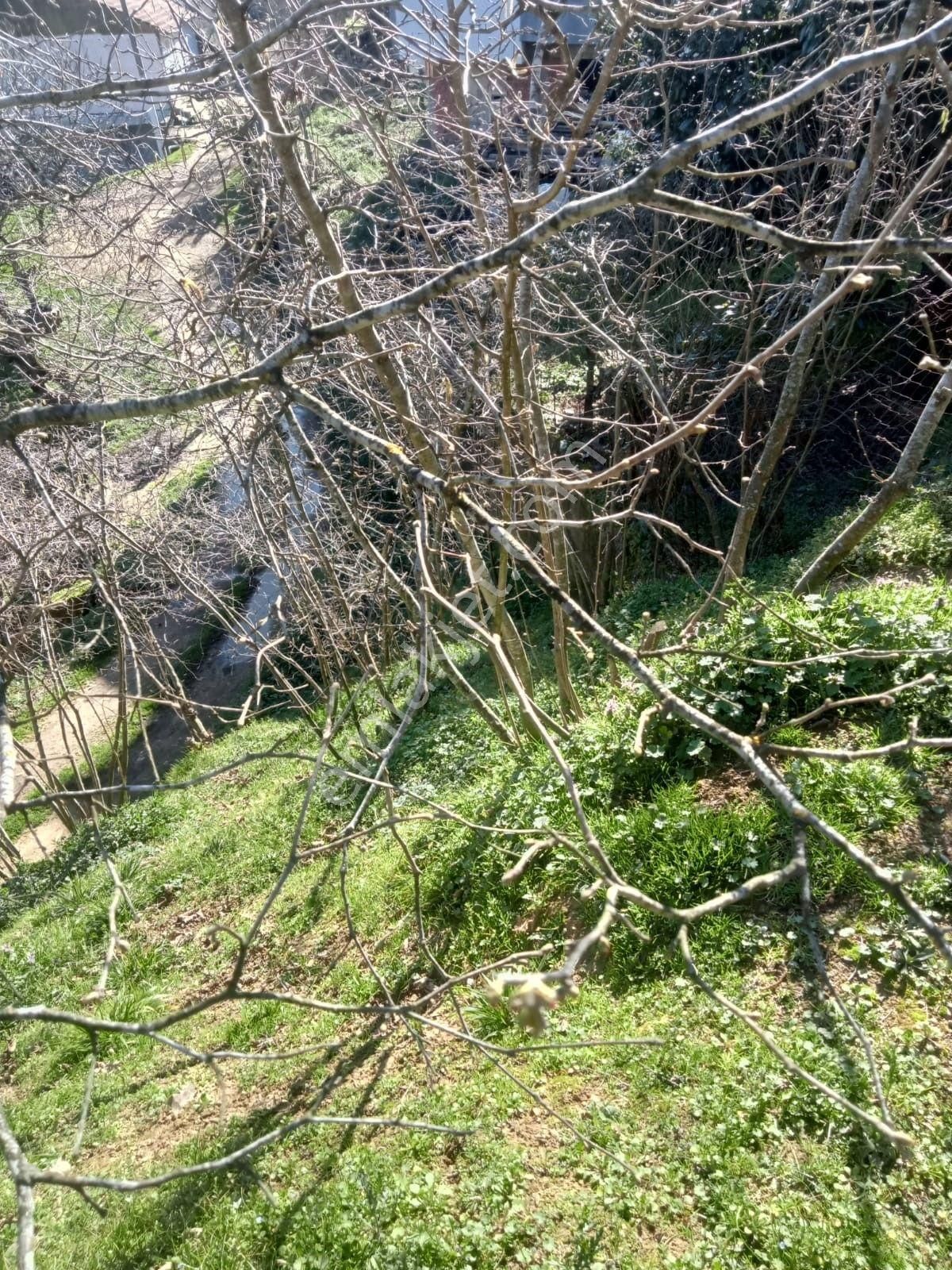 Hendek Kocatöngel Satılık Tarla Satılık Fındık Tarlası Sakarya Kocatöngel