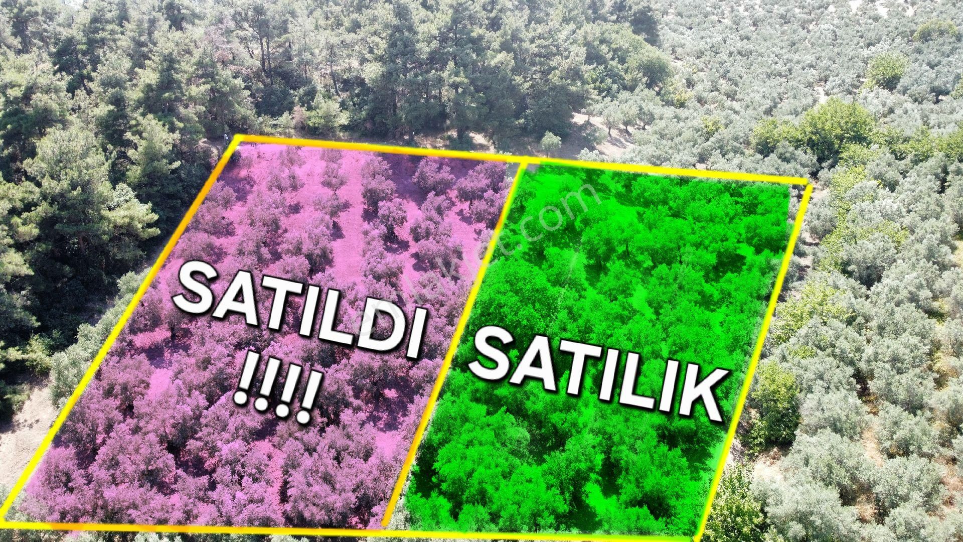 Mudanya Dereköy Satılık Zeytinlik Bu Paraya 2003 M2