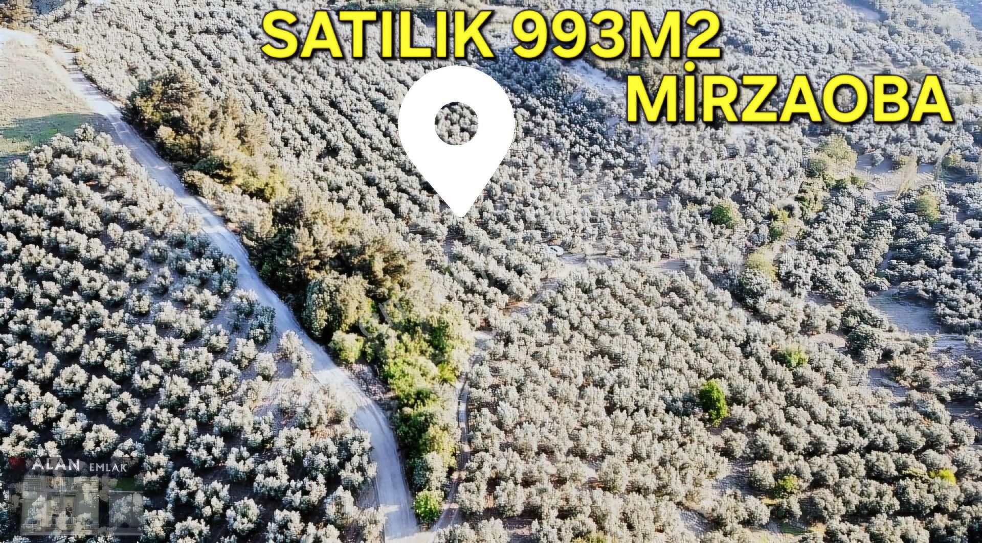 Mirzaoba Köyü Zeytinlik - Görsel 3