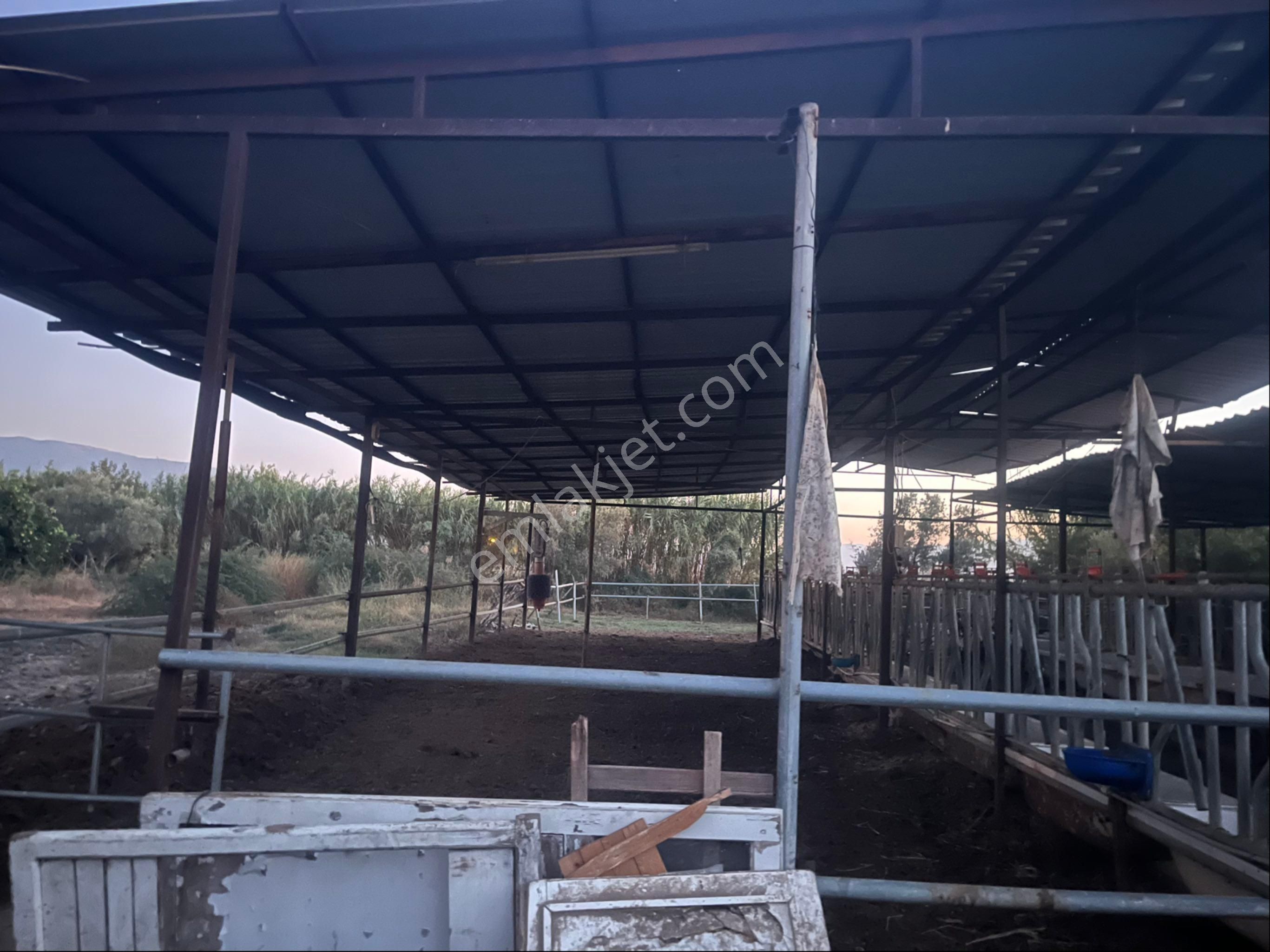 Yeşilyurt Mahallesinde Hazır Kurulu Düzen Satılık Çiftlik - Görsel 2