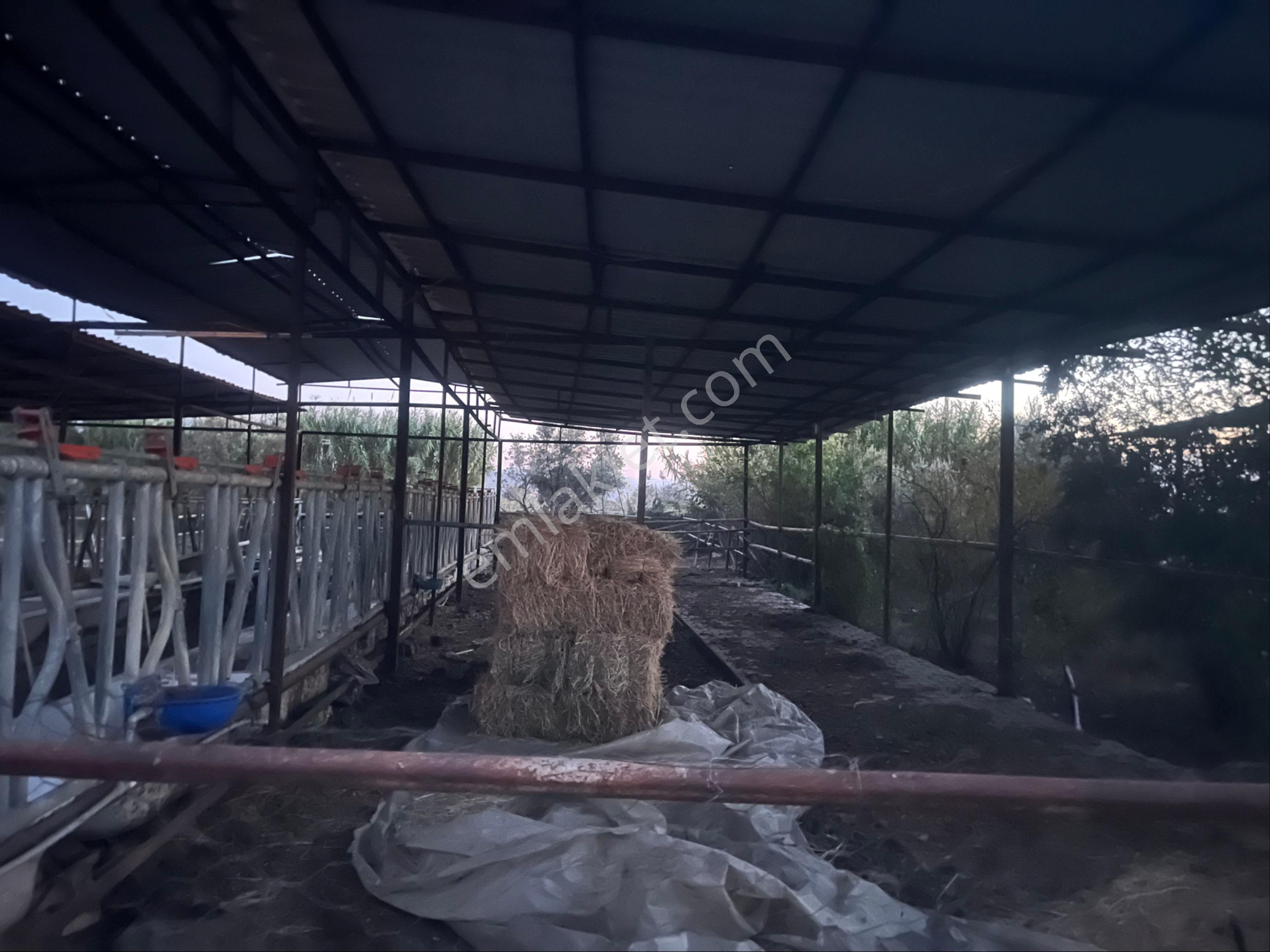 Yeşilyurt Mahallesinde Hazır Kurulu Düzen Satılık Çiftlik - Görsel 3