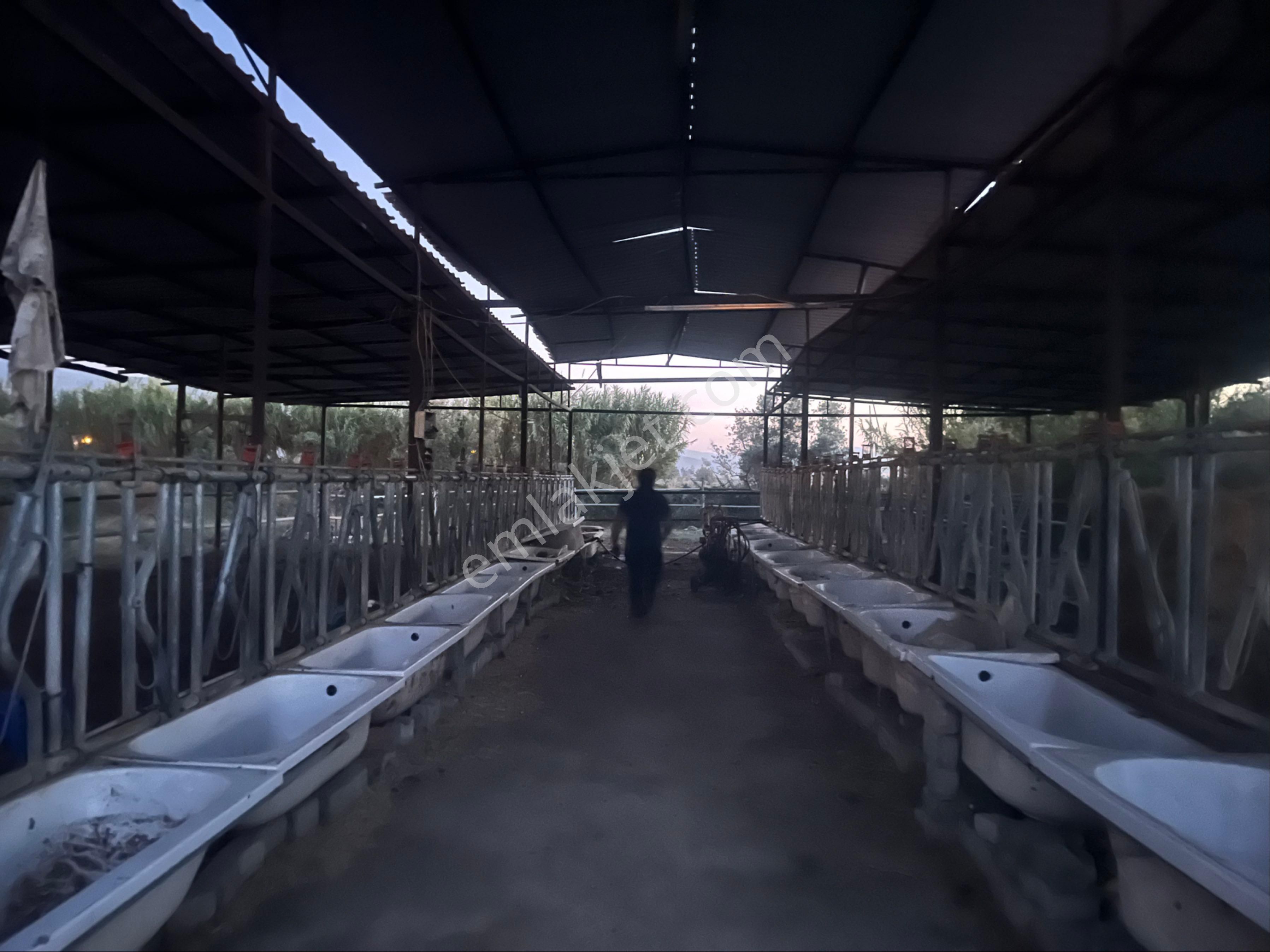 Yeşilyurt Mahallesinde Hazır Kurulu Düzen Satılık Çiftlik - Görsel 4