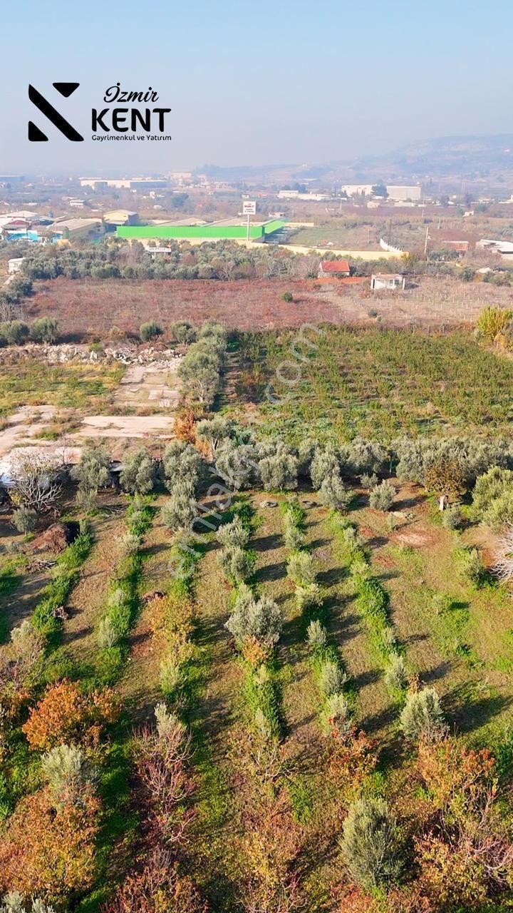 Kemalpaşa Armutlu Satılık 1.787 M2 Bahçe - Görsel 24