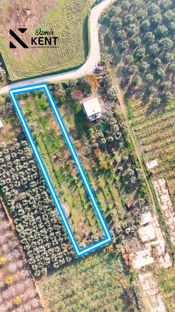 Kemalpaşa Armutlu Satılık 1.787 M2 Bahçe - Görsel 11