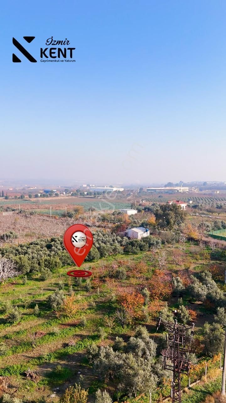 Kemalpaşa Armutlu Satılık 1.787 M2 Bahçe - Görsel 18