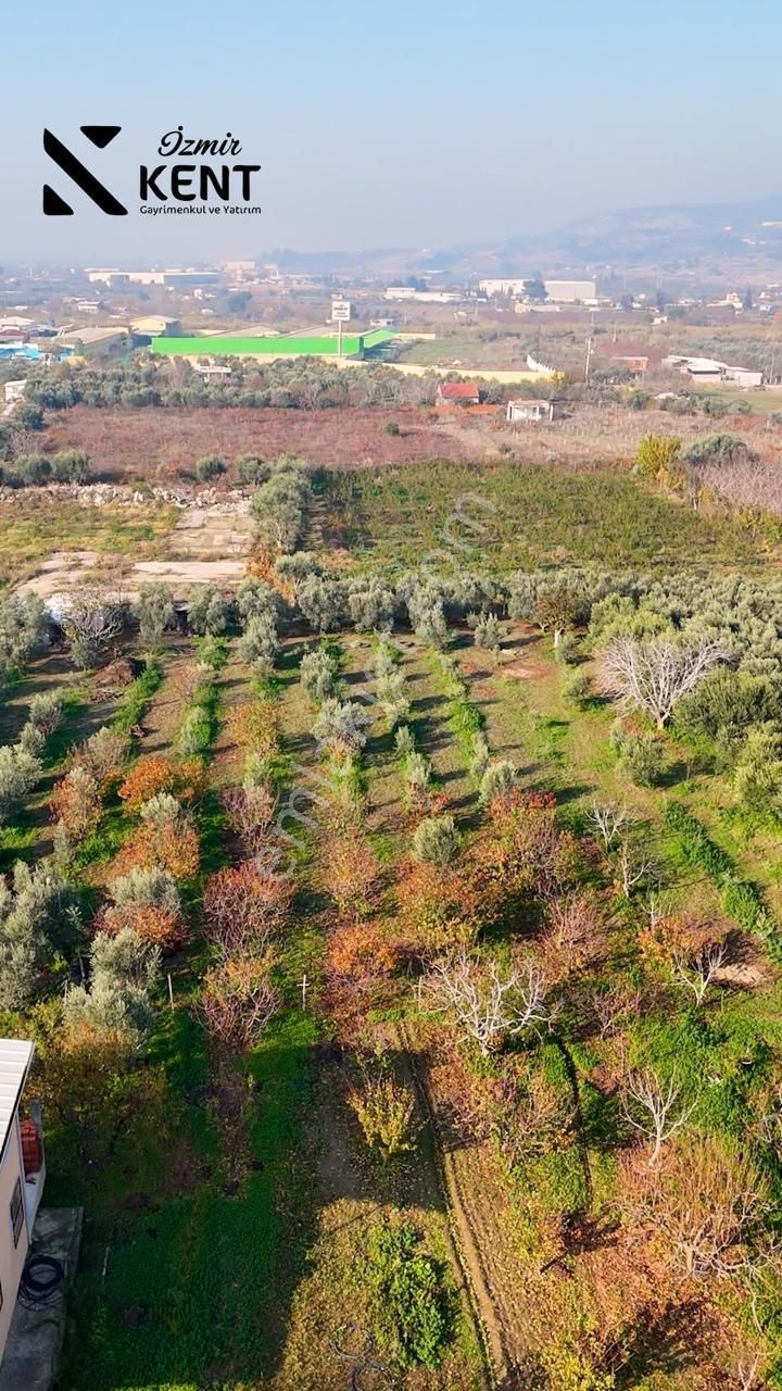 Kemalpaşa Armutlu Satılık 1.787 M2 Bahçe - Görsel 23