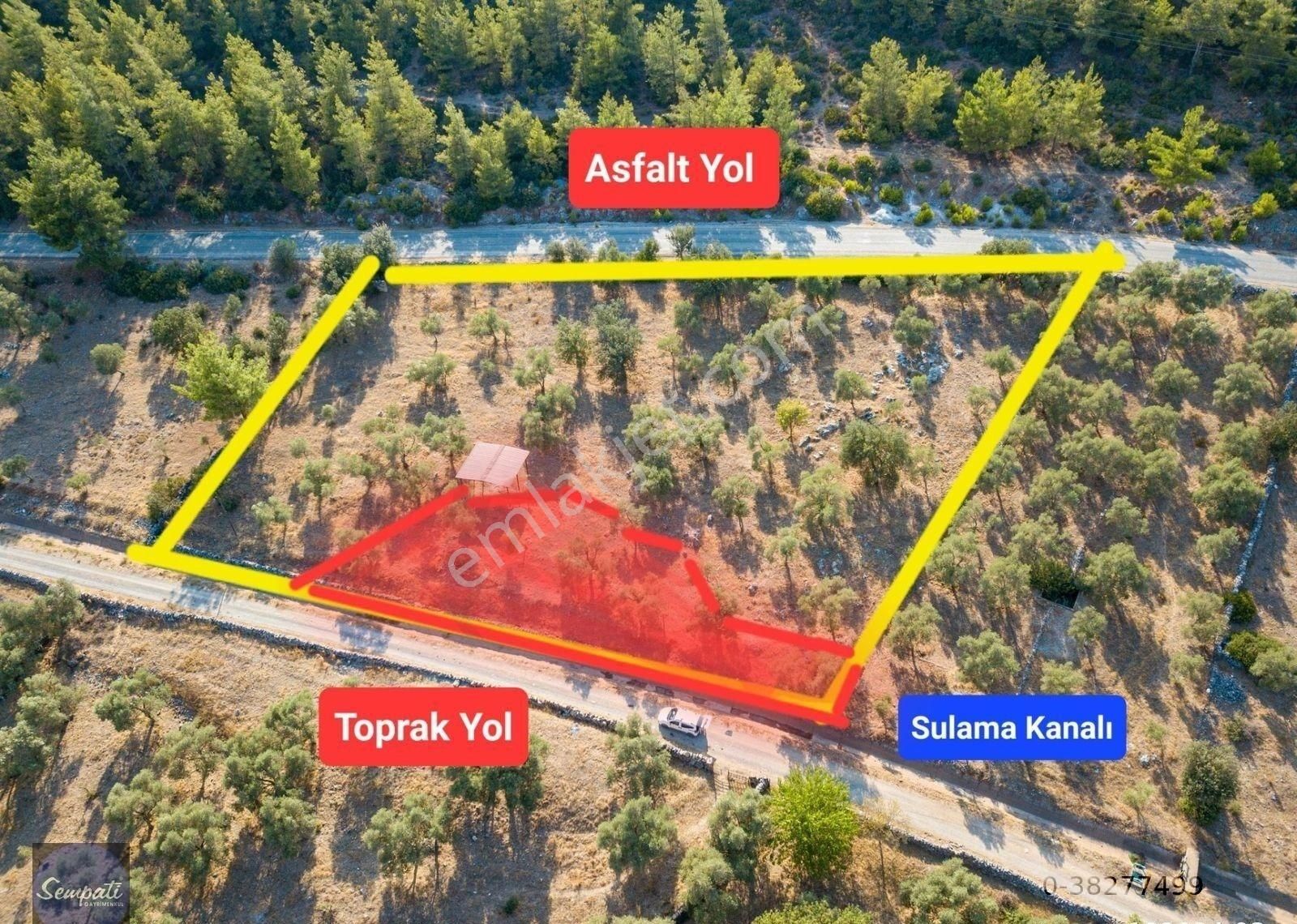 Bodrum Sazköy Satılık Zeytinlik Bodrum'un Doğa Harikası Yerinde Satılık Arazi -açıklamayı Okuyun