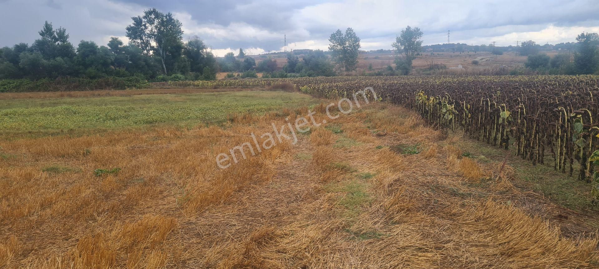 Malkara Ballı Satılık Tarla Tekirdağ Yatırımlık Arazi