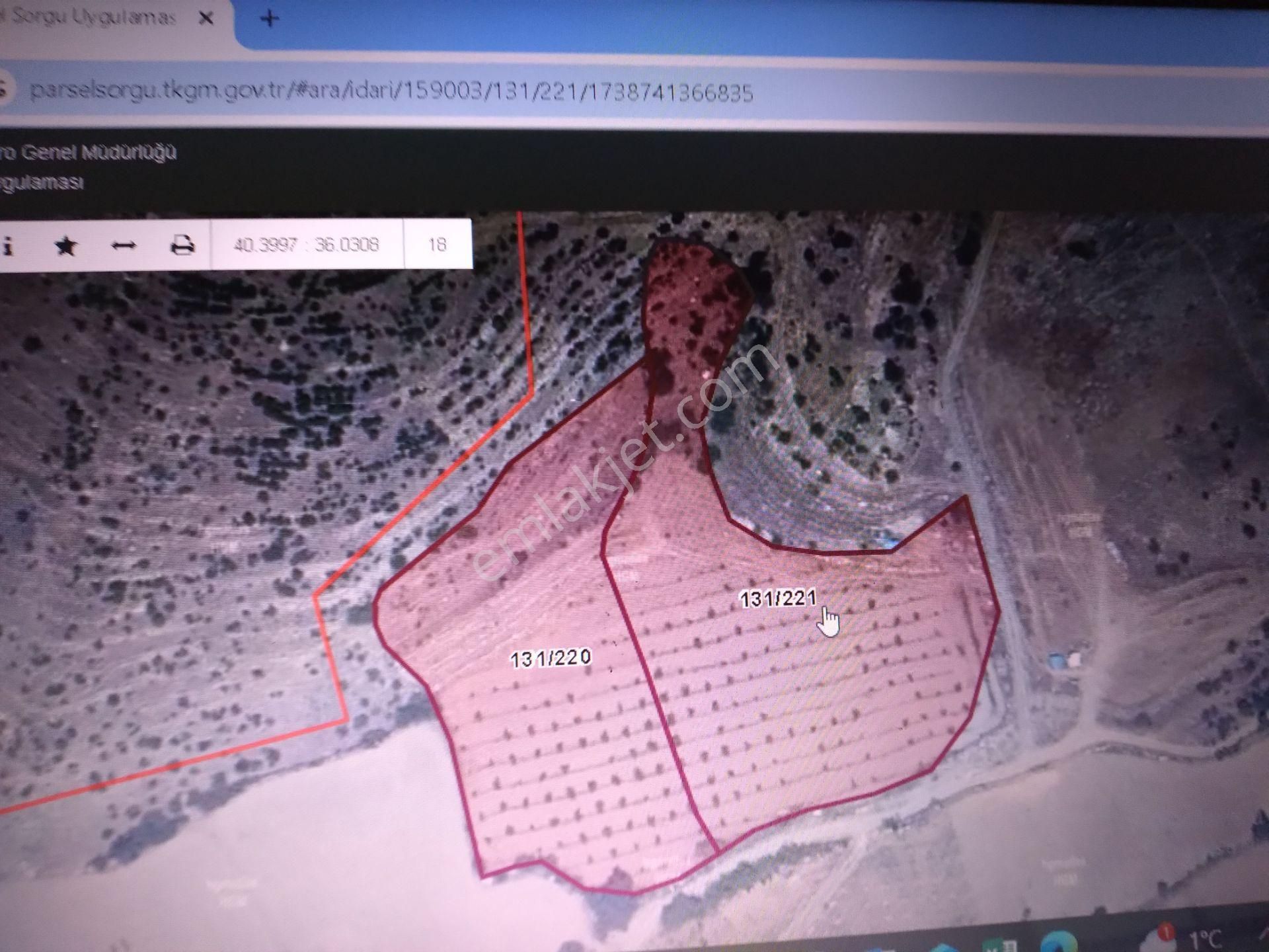 Satılık Ceviz Tarlası Anas Emlak Tan - Görsel 3