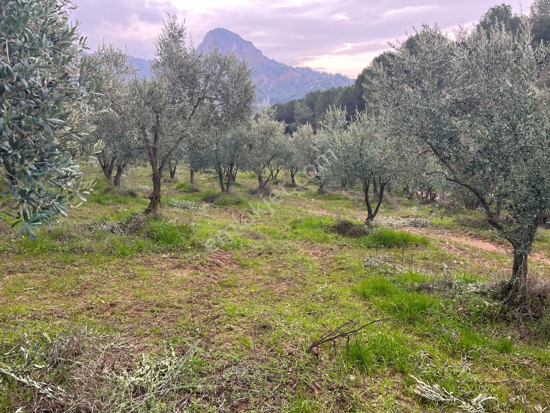 Salihli Sart Satılık Zeytinlik Salihli Sart Mahallesi'nde 2063 M2 Satılık Zeytinlik