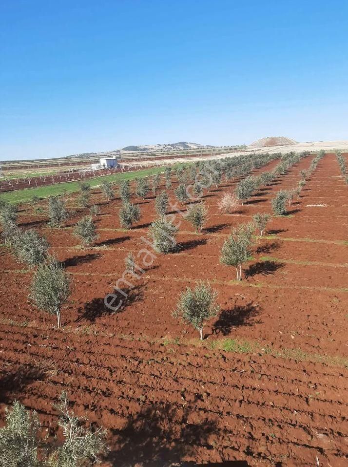 Gaziantep/şahinbey Bozcada Ön Cephe Asfalta Arka Cephe İse Kadastro Yoluna Sıfır Satılık Bağ Evi - Görsel 5