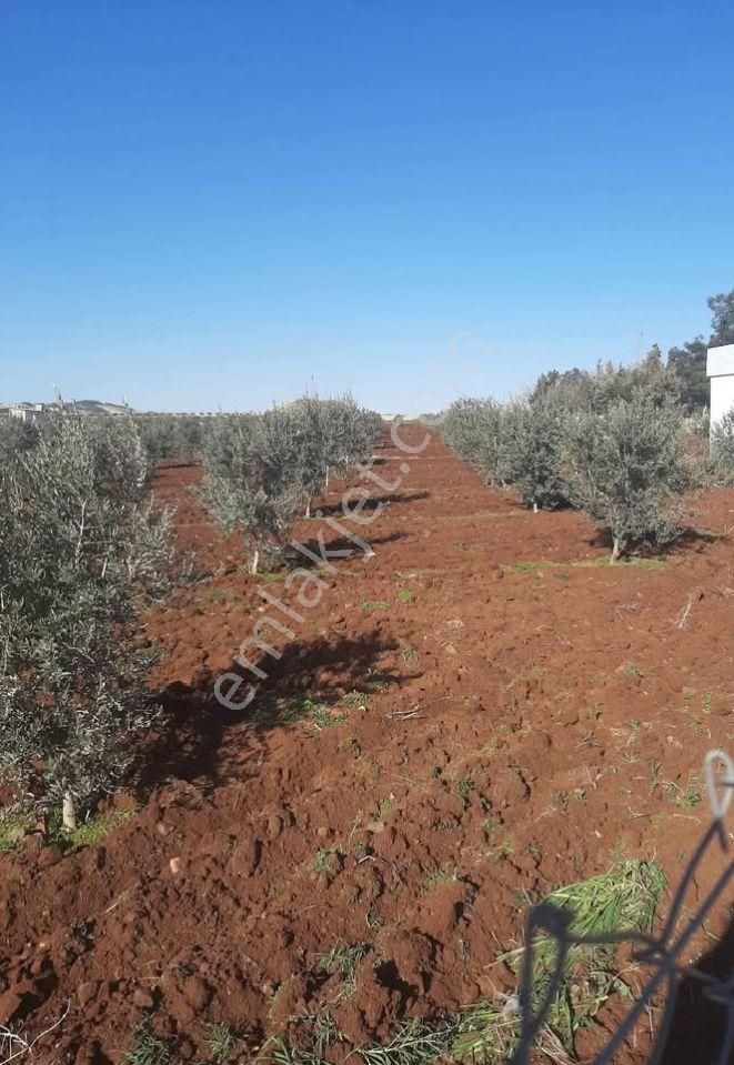 Gaziantep/şahinbey Bozcada Ön Cephe Asfalta Arka Cephe İse Kadastro Yoluna Sıfır Satılık Bağ Evi - Görsel 4