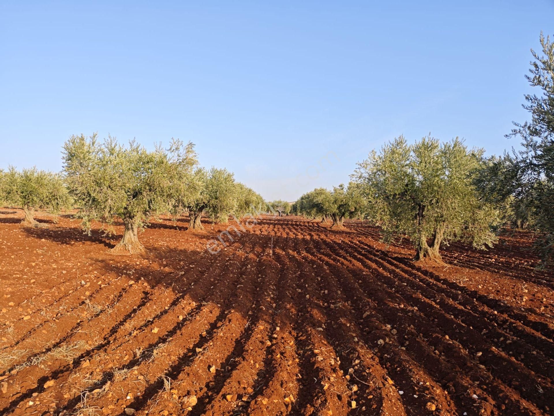 Oğuzeli Subaşı Satılık Tarla Arif Emlaktan Satılık Oğuzeli Subaşı Mahallesinde 2550 Hisse Tapu Zeytin Bahçesi