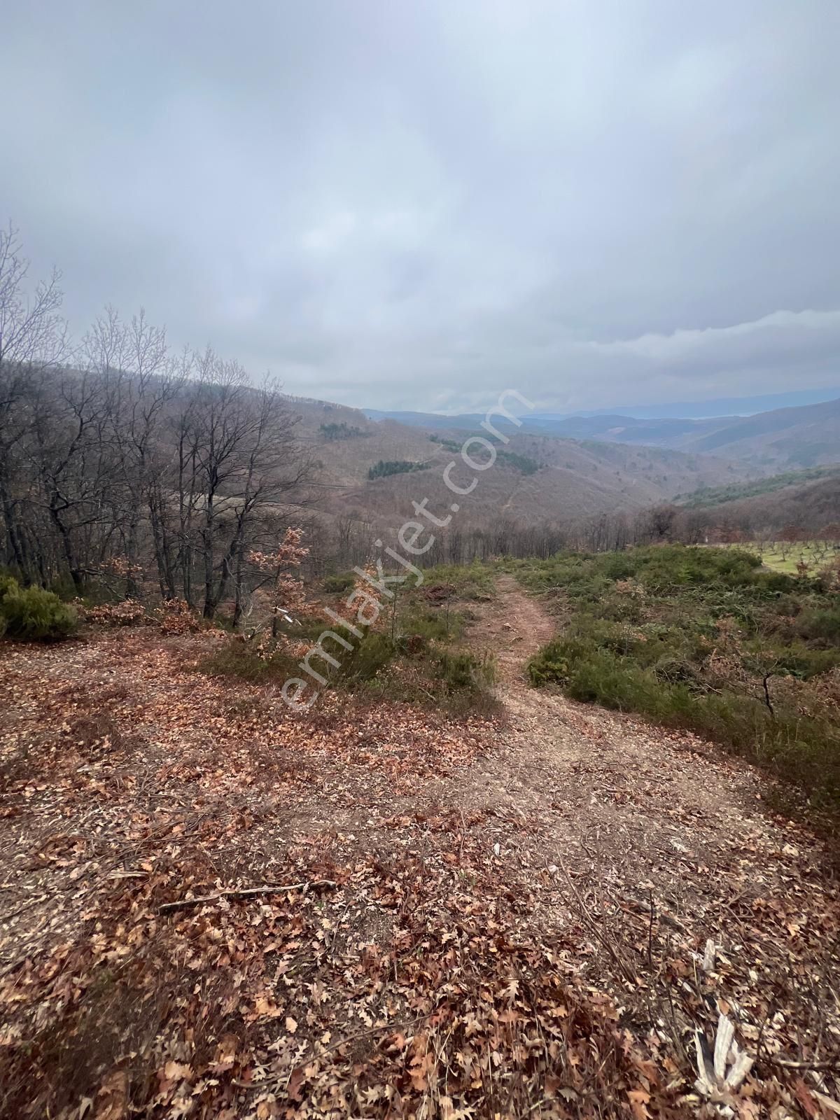 İznik Candarlı Mahallesinde 5.500 M2 Tarla - Görsel 10