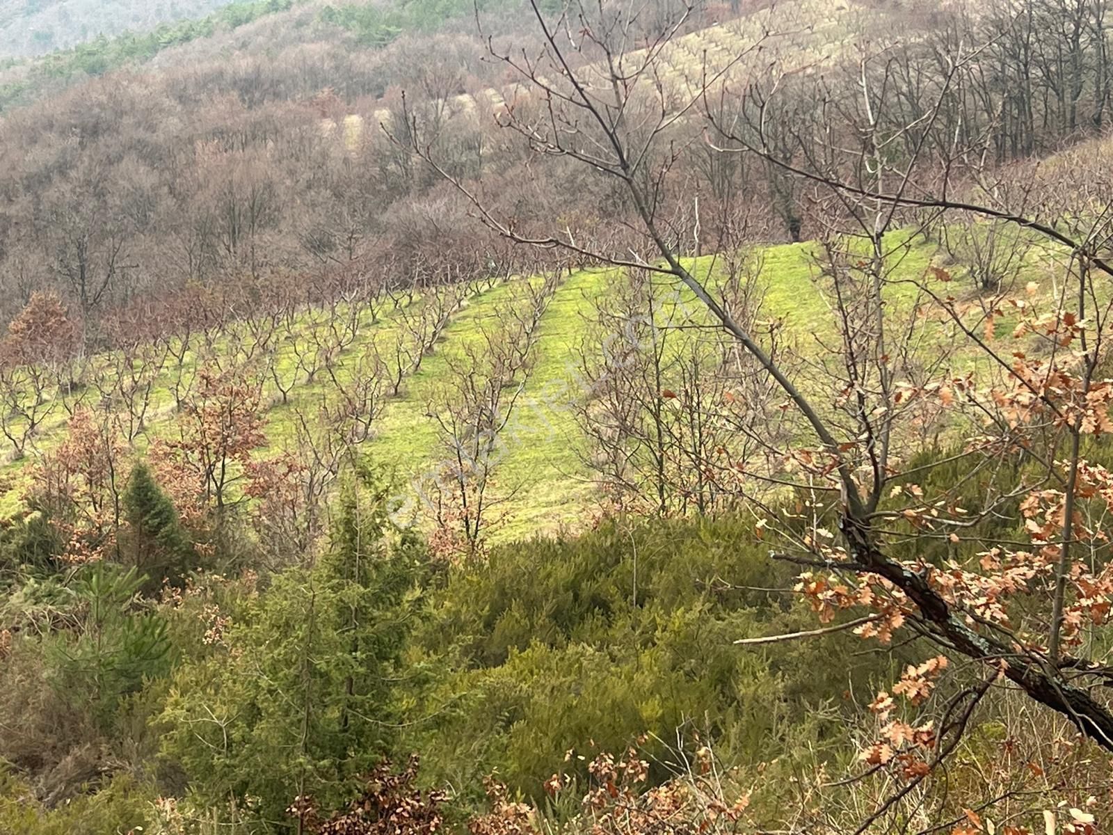 İznik Candarlı Mahallesinde 5.500 M2 Tarla - Görsel 7