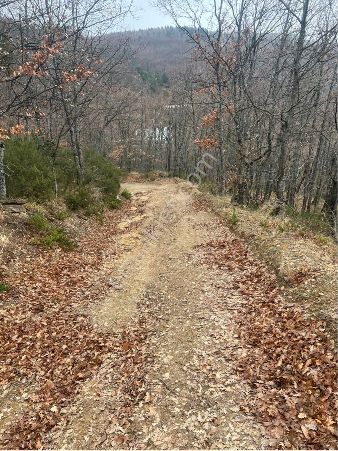 İznik Candarlı Mahallesinde 5.500 M2 Tarla - Görsel 3