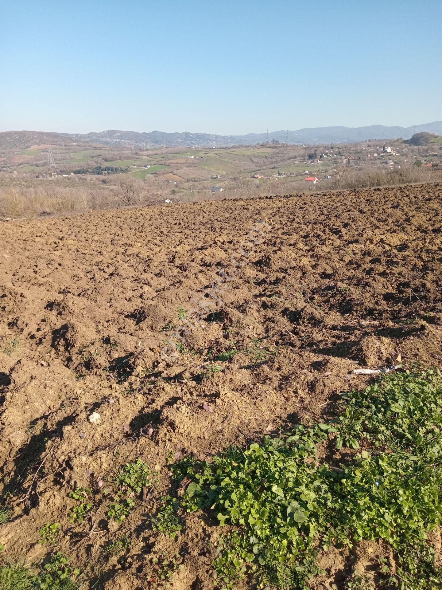 Altınova Fevziye Köyü Satılık Tarla Yalova Altınova Fevziye Köyü'nde Satılık Kelepir Tarla