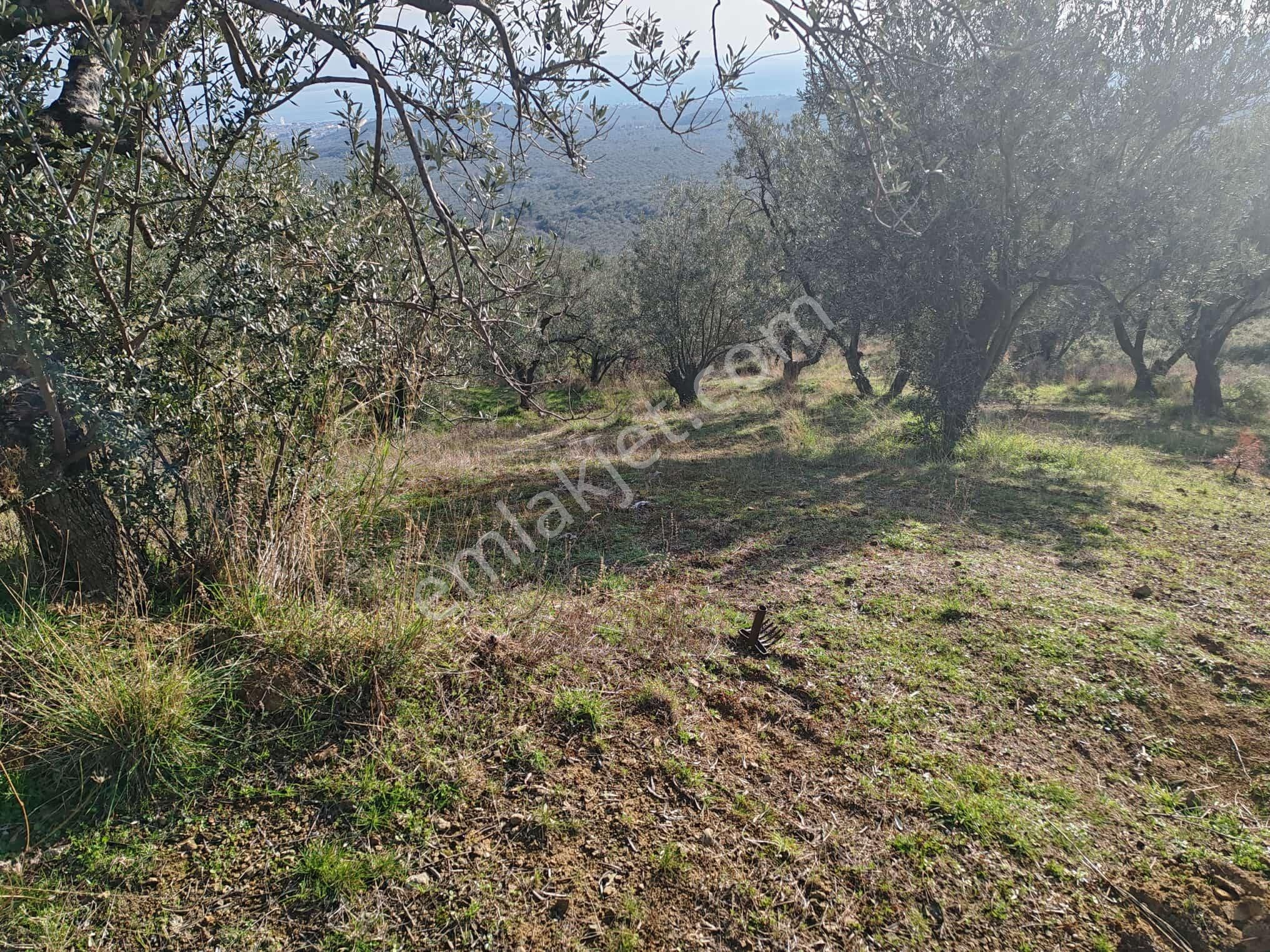 ▀▄tek Yetkili Artı Emlak'tan Kızılkeçili'de Satılık 4041 M2 Zeytinlik - Görsel 4