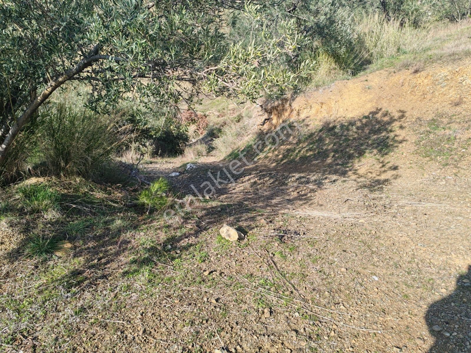 ▀▄tek Yetkili Artı Emlak'tan Kızılkeçili'de Satılık 4041 M2 Zeytinlik - Görsel 5