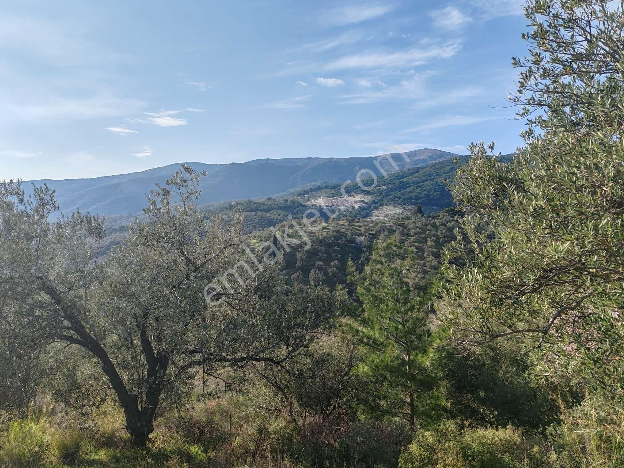 ▀▄tek Yetkili Artı Emlak'tan Kızılkeçili'de Satılık 4041 M2 Zeytinlik - Görsel 2