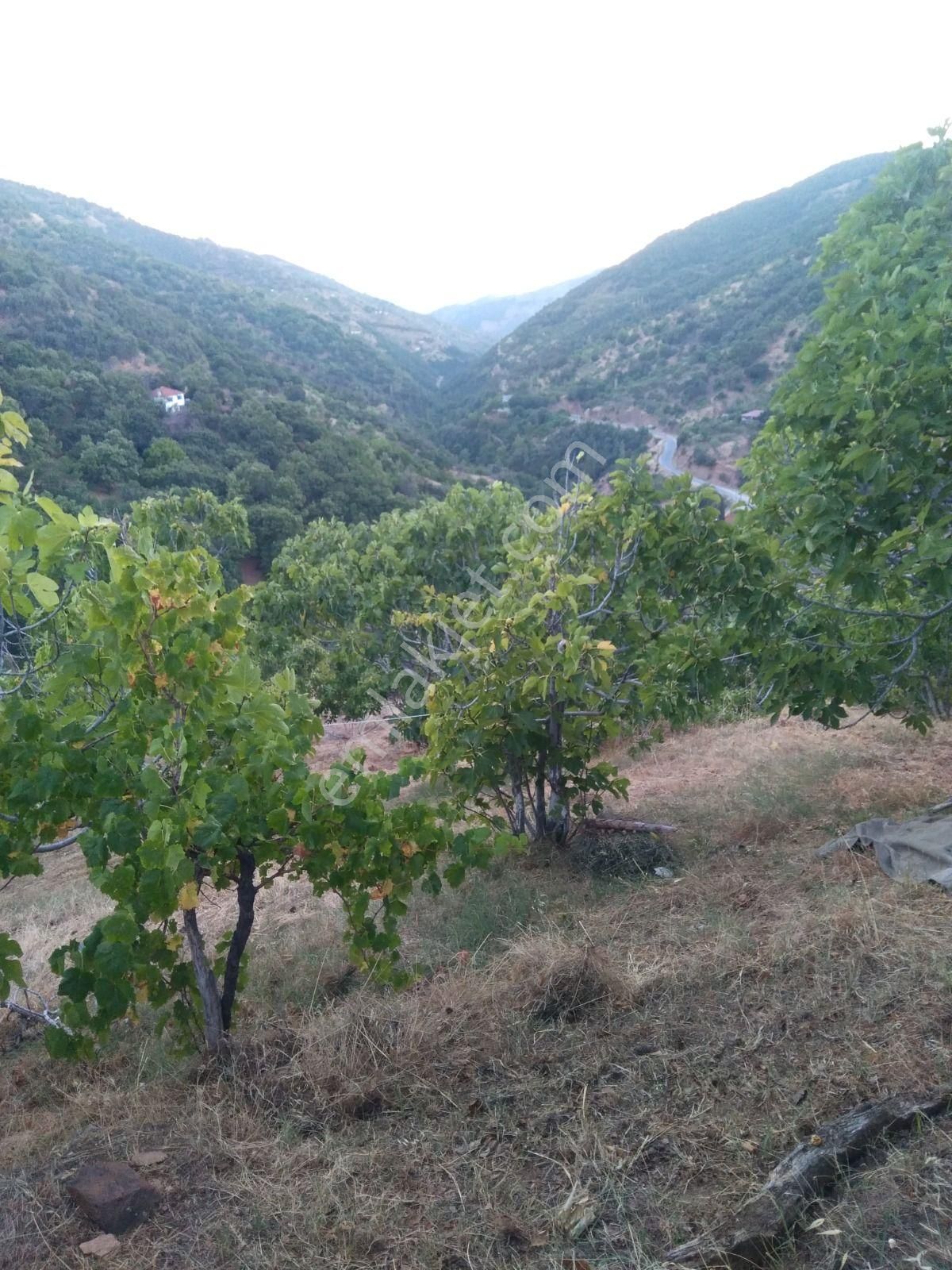 Sultanhisar Malgaçmustafa Satılık Bağ & Bahçe Aydın Nazilli Yöntem Emlaktan Sultanhisar Malgaçmustafa Mahallesinde Satılık Müstakil Ev Ve Bahçe