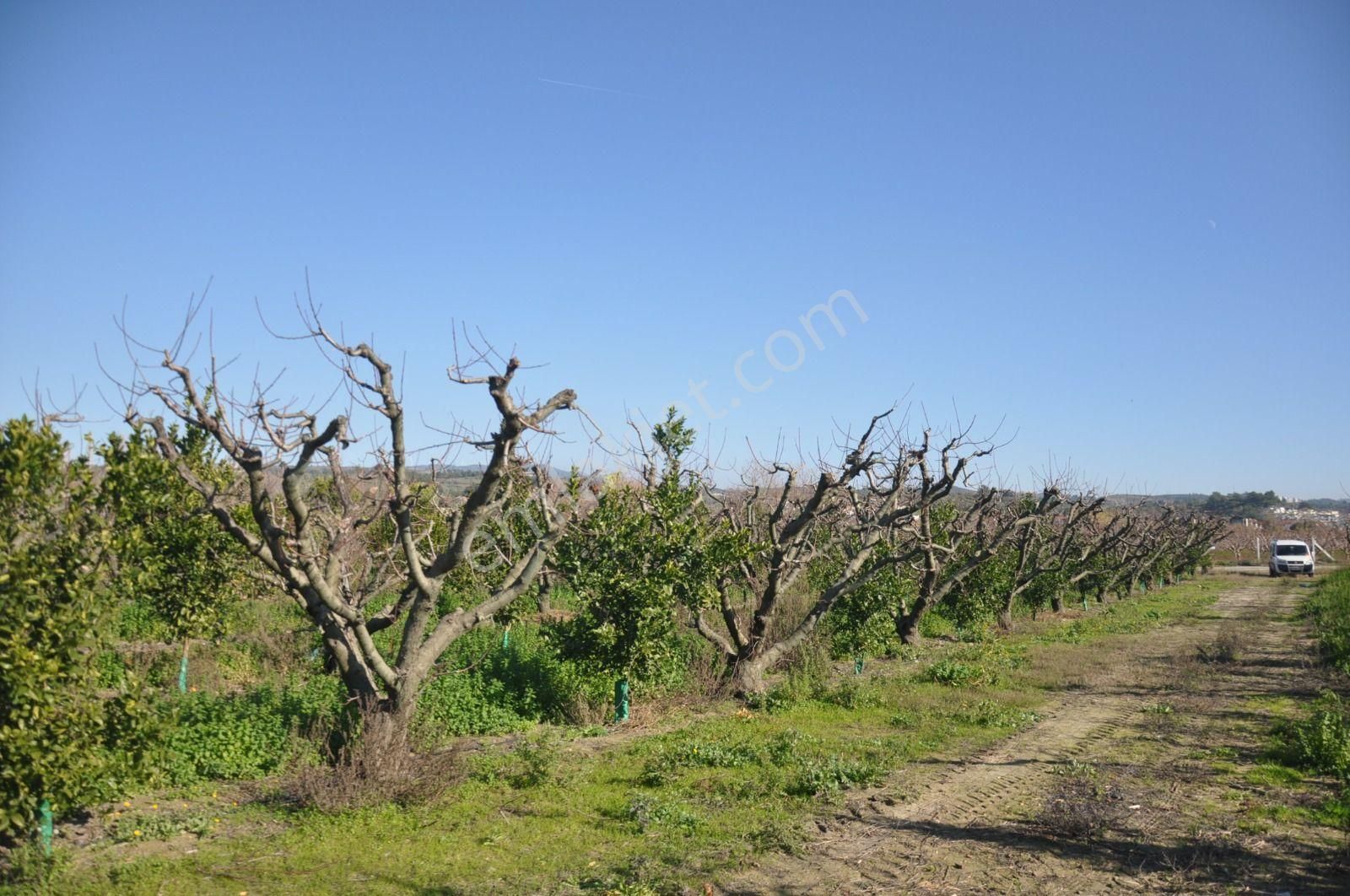 Kuşadası Davutlar Satılık Tarla Davutlarda 12.500m2 700 Şeftali 450 Mandalin Ağaç Olan Tarla