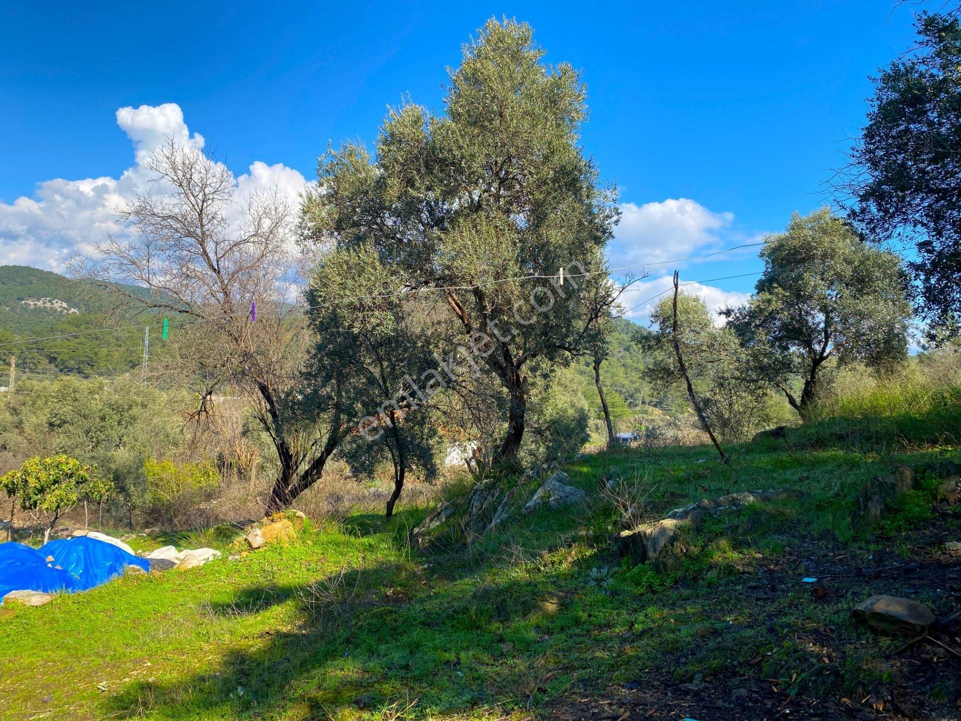 Milas Köşk De 10 Villalık Konut İmarlı Arsa - Görsel 13