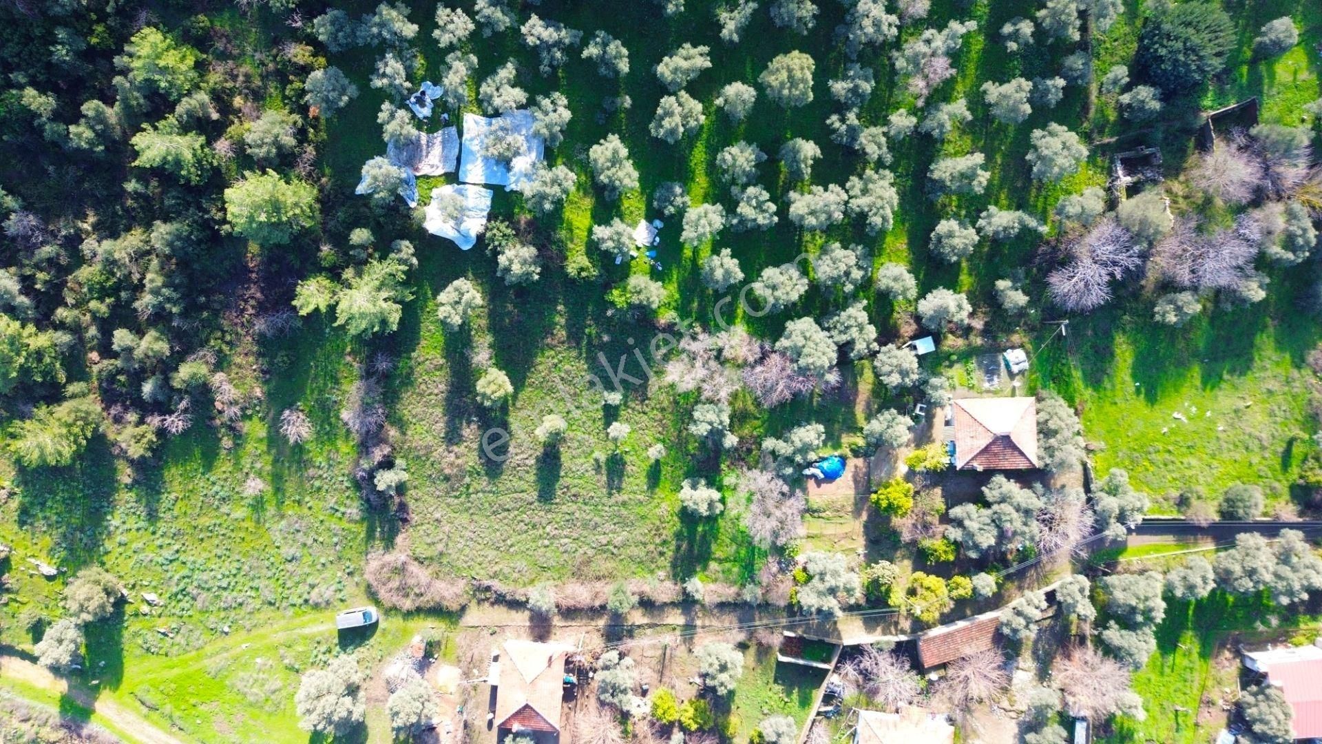 Milas Köşk De 10 Villalık Konut İmarlı Arsa - Görsel 5