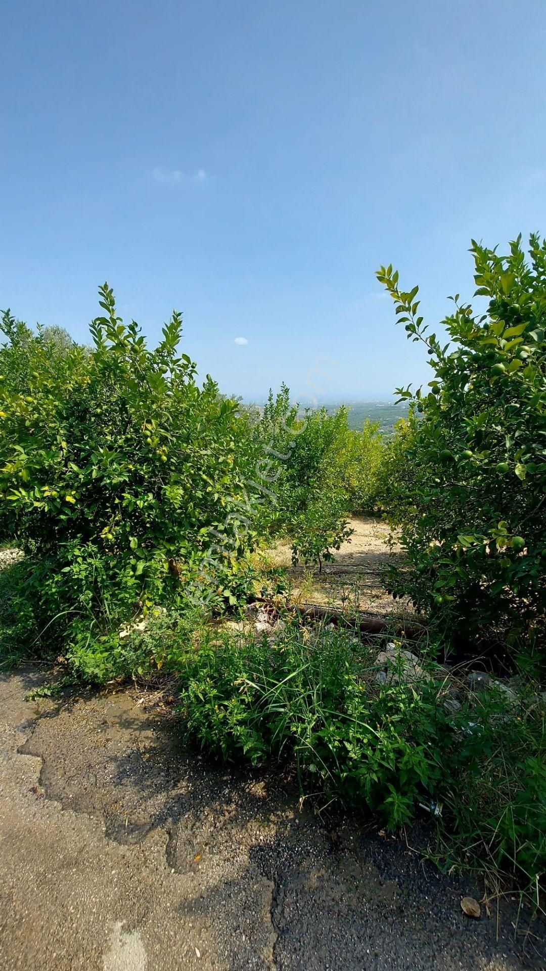 Erdemli Hacıhalilarpaç Satılık Bağ & Bahçe Aslan'dan Elvanlı Da Deniz Manazralı, 1.400 M2 Limon Bahçesi