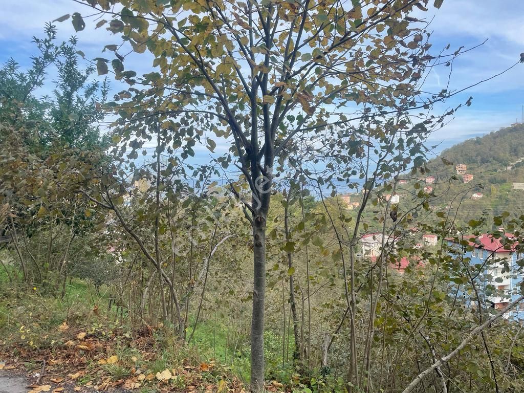 Sürmene Orta Satılık Arazi Elite Gayrimenkulden Sürmene Orta Mahalle Merkezi Konumda Satılık Arazi