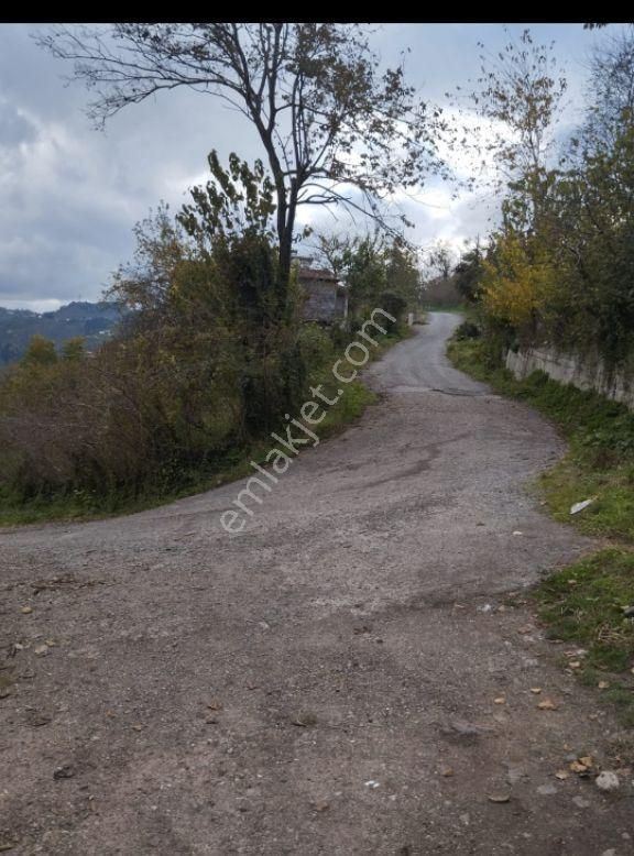 Ulubey Kardeşler Satılık Bağ & Bahçe Ulubey,kardeşler Mahallesinde 591m2 Düz Fındık Bahçesi Satılıktır