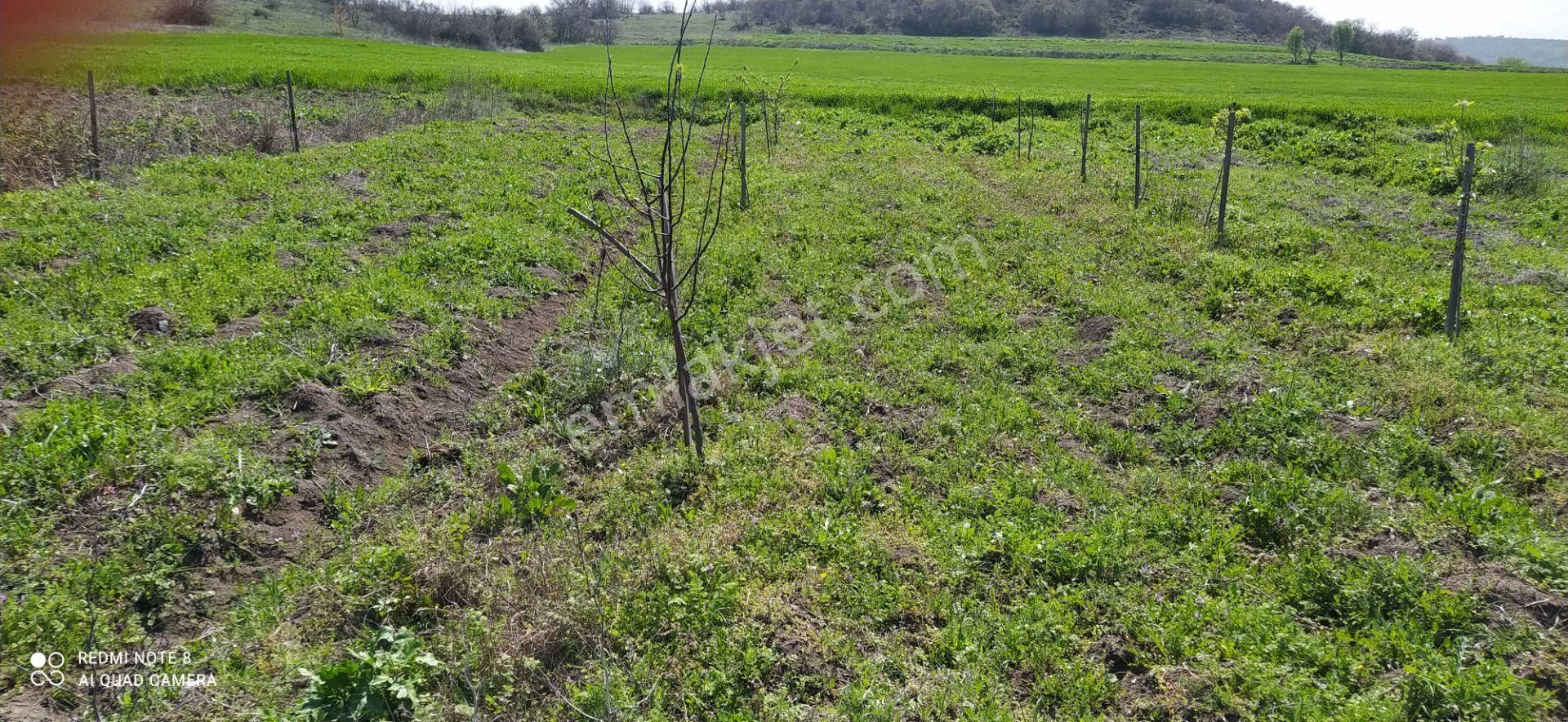 Altıeylül Büyükbostancı Satılık Tarla Büyükbostancıda Hobi Bahçesi