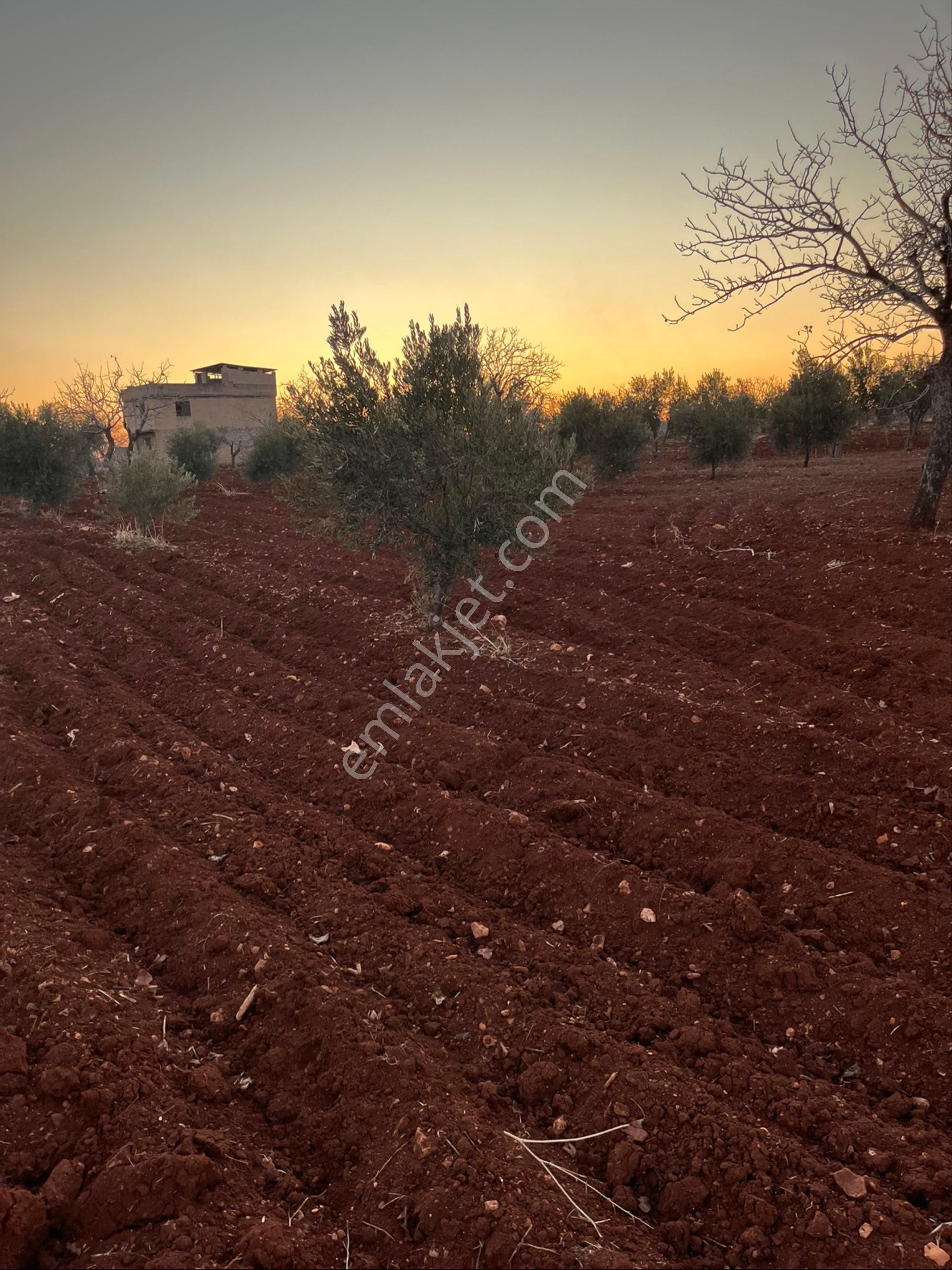 Oğuzeli Gürsu Satılık Bağ & Bahçe Mükemmel Konumda Tek Tapu Bağ Evlik