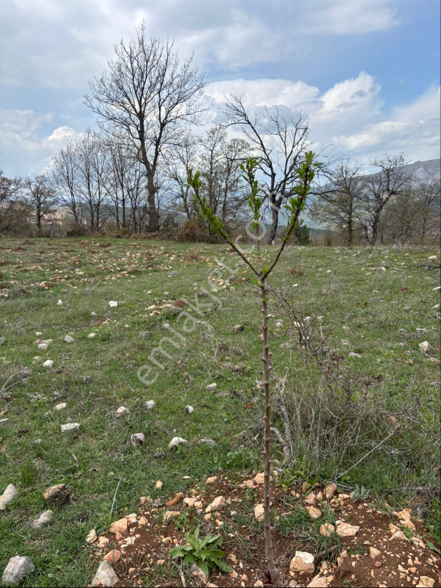 Manzaralı Fidan Tarlası