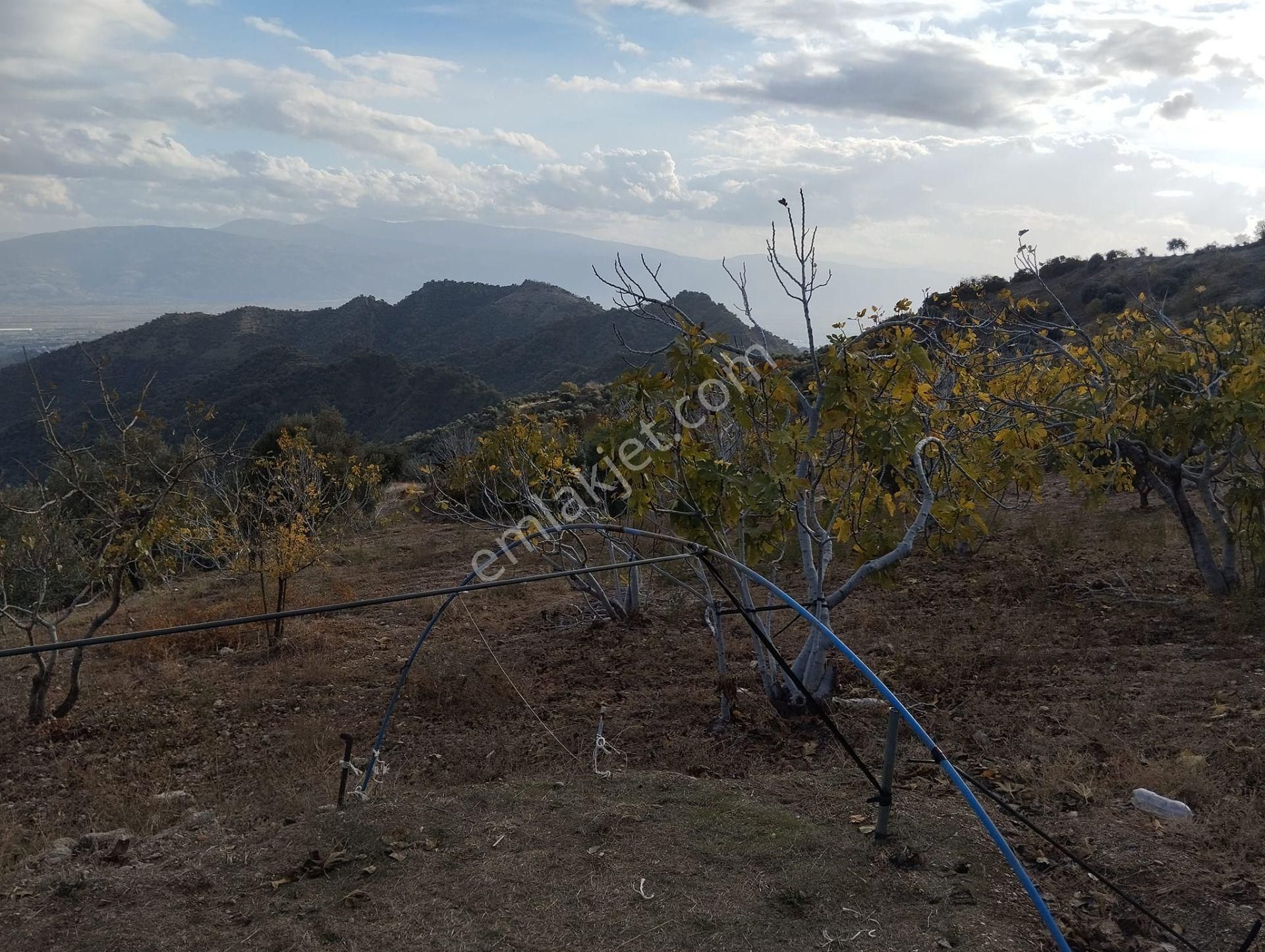 Sultanhisar Uzunlar Satılık Bağ & Bahçe Aydın Sultanhisarda Dağın En Zirvesi Bahçe