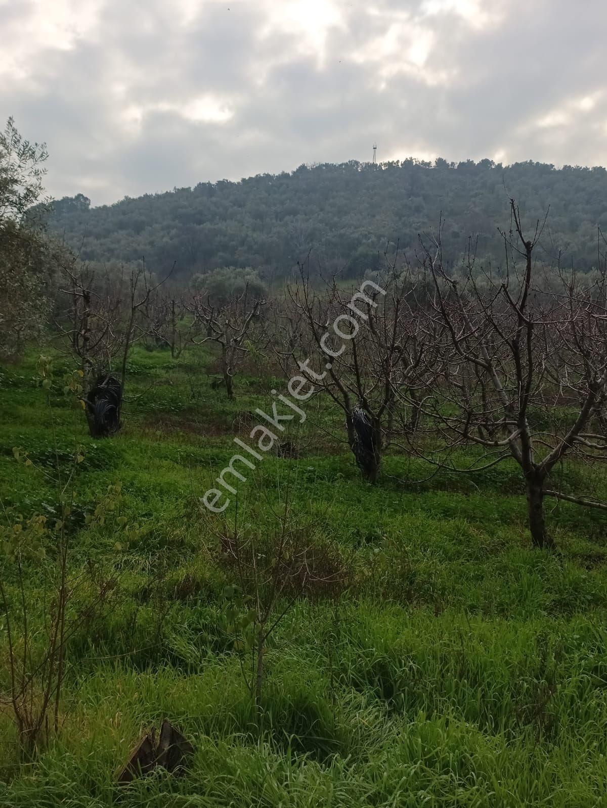 Kemalpaşa Gökçeyurt Satılık Bağ & Bahçe İzmir Kemalpaşa Gökçeyurt Mahallesi Zeytinli Bağ Satılık