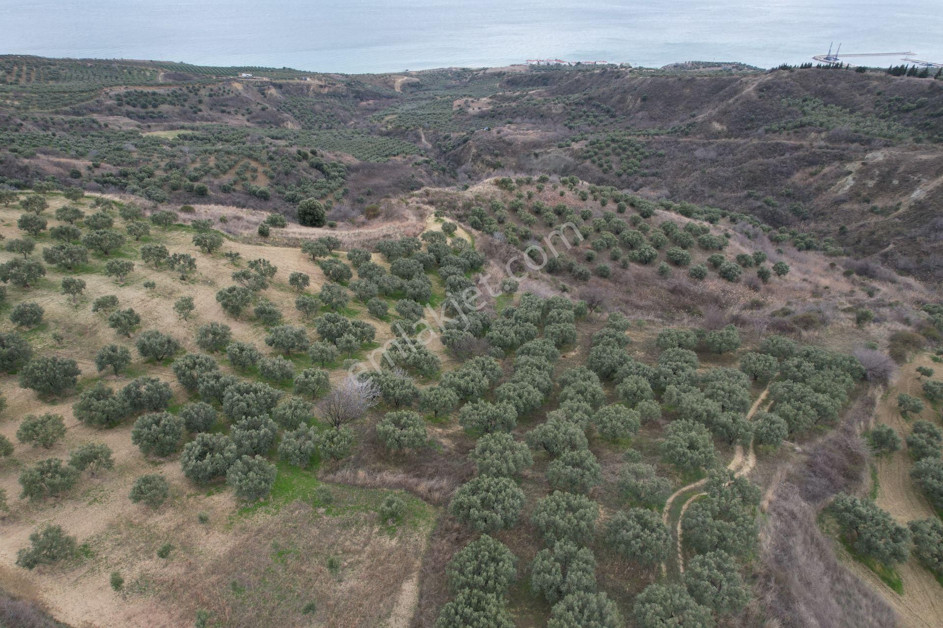 Şarköy Kirazlı Satılık Zeytinlik Yağmur Emlaktan Kirazlıda 3,500 M Zeytinlik Satılık