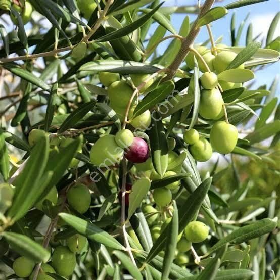 Manisa Saruhanlı Büyükbelende Satılık 7.933 M2 Zeytinlik