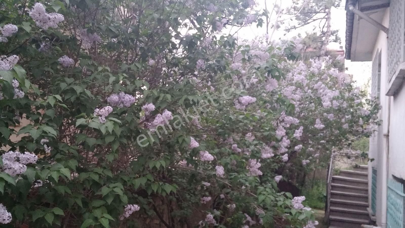 Akşehir Kilecide Sobalı Kiralık - Görsel 5