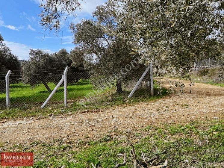 Yol Su Elektrik Var Satılık Tarla Bodrum'a 15 Dk - Görsel 3