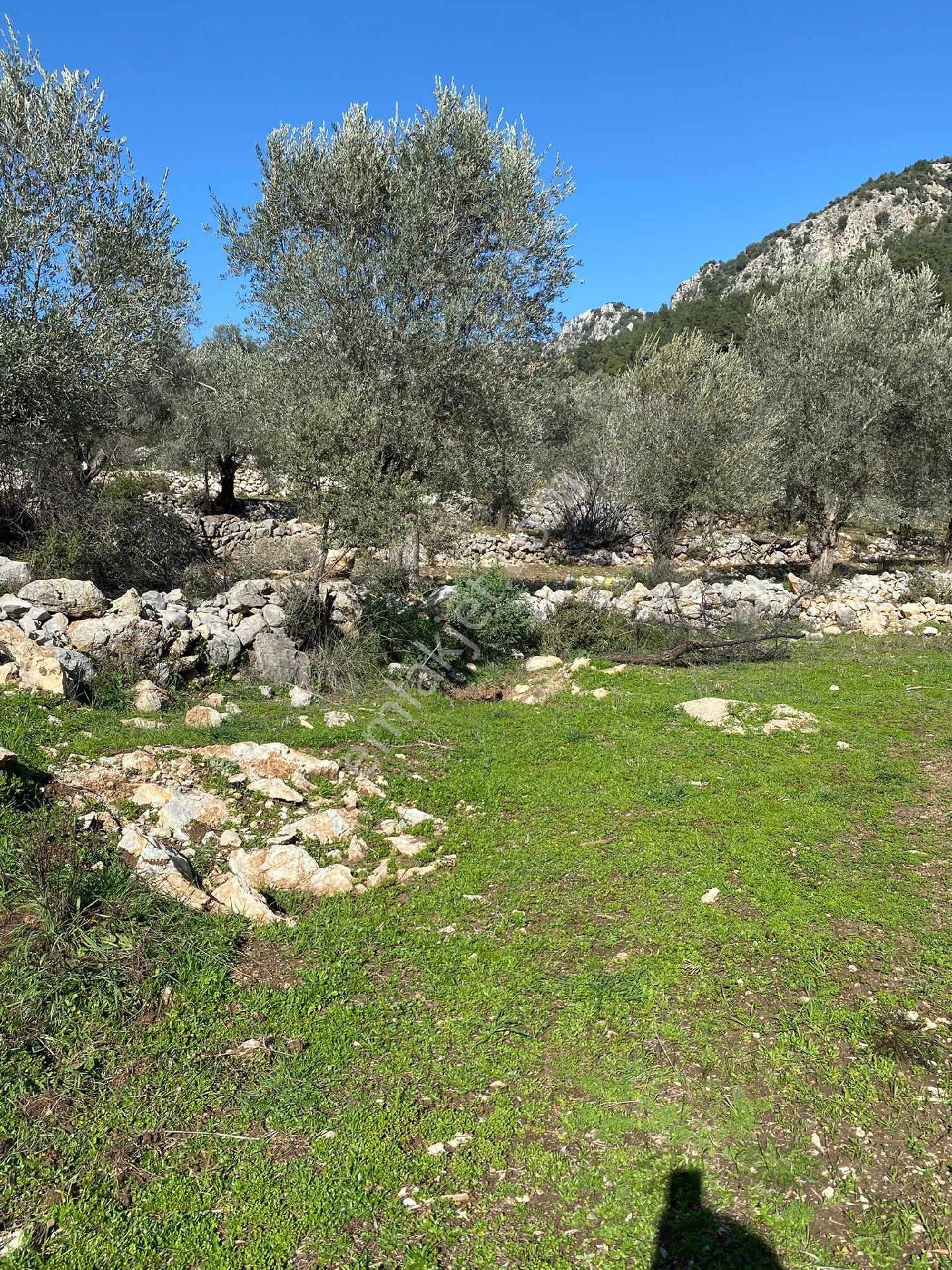 Seydikemer Çobanisa Satılık Tarla Fethiye Yayla Bölgesi Seki De Satılık 2 Dönüm Tarla