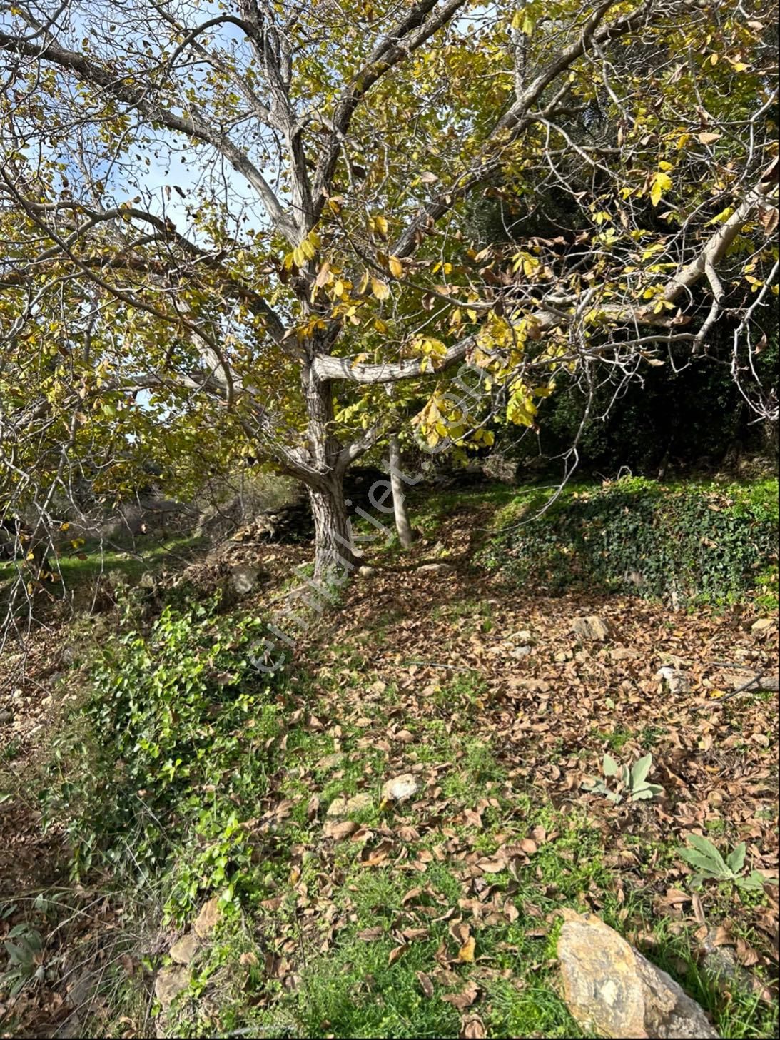 Milas Şenköy Satılık Bağ & Bahçe Milas Şenköy Satılık Bahçe