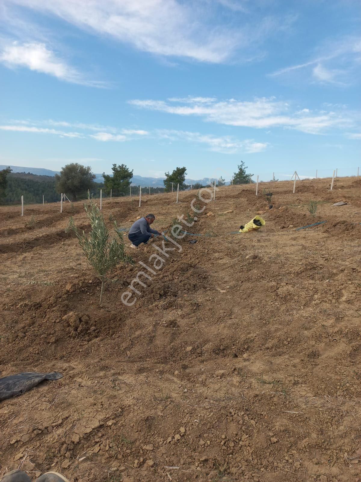 Çukurova Şambayadı Satılık Villa İmarlı İnşaata Açık Villa İmarlı Arsa