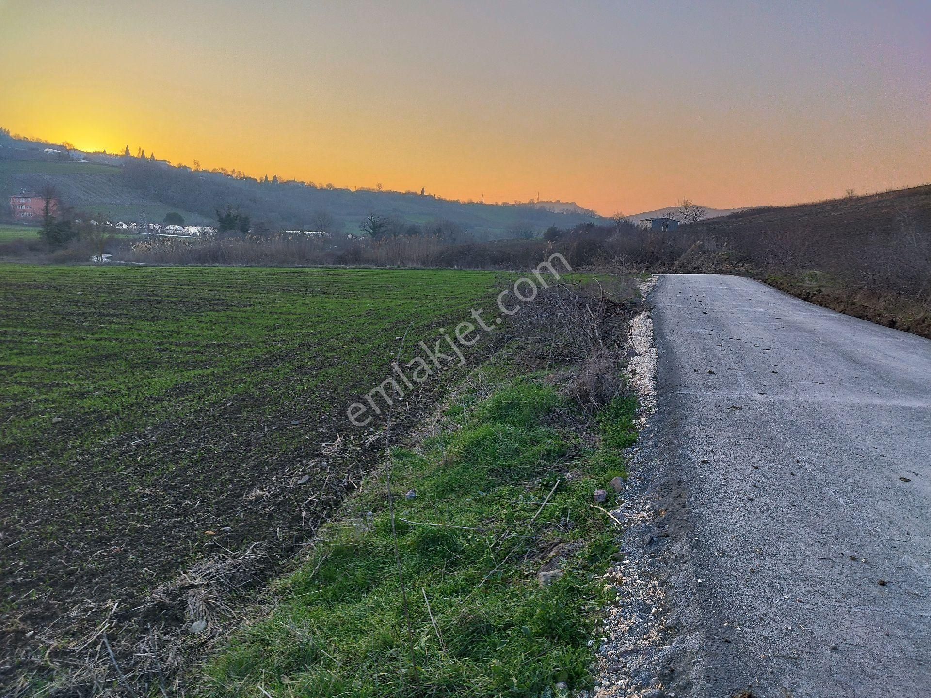 Çiftlikköy Kılıç Köyü (Merkez) Satılık Tarla Kılıçköy De Asfalt Yola Cephe Düz Fırsat Tarla