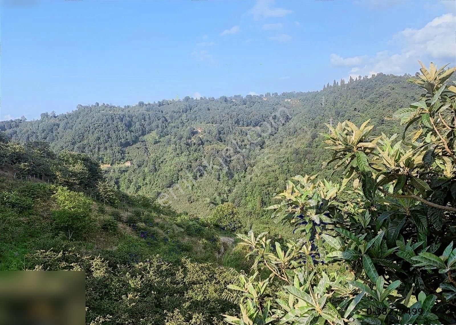 Satılık Deniz Manzaralı İçinde Evi Olan 32.290 M2 Fındık Bahçesi - Görsel 13