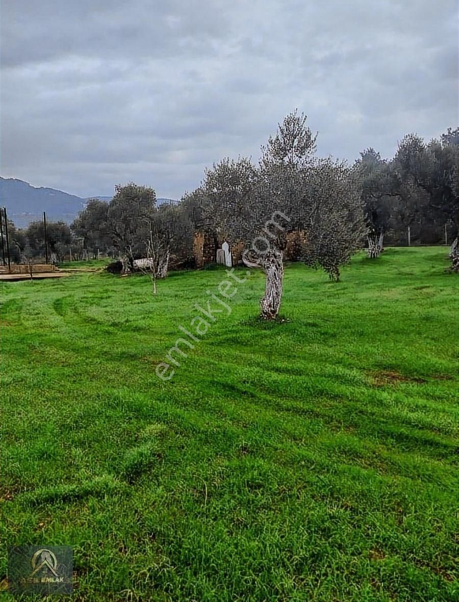 Torbalı Karakızlar Satılık Zeytinlik Asil Emlaktan Satılık Ev Ve Tarla